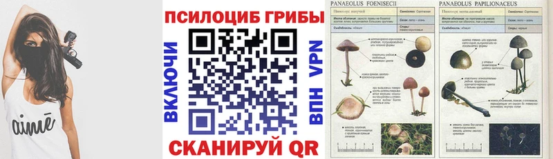 Псилоцибиновые грибы Psilocybe  даркнет сайт  Шацк 